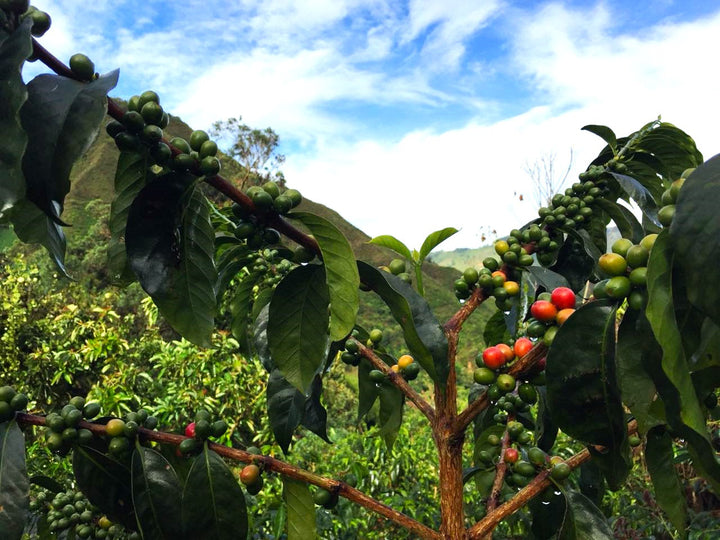 LIMITED RELEASE - FINCA MONTEVERDE GESHA (RED HONEY)