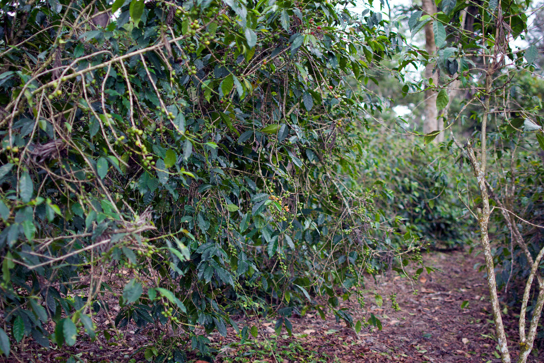 La Merced, Guatemala - Natural