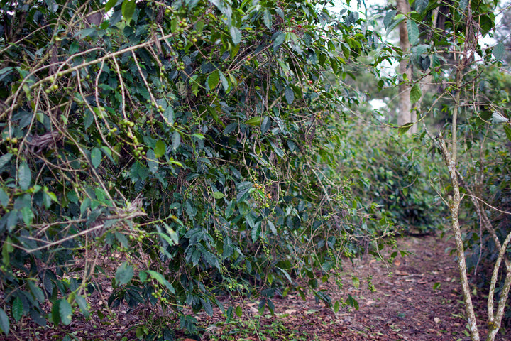 La Merced, Guatemala - Natural