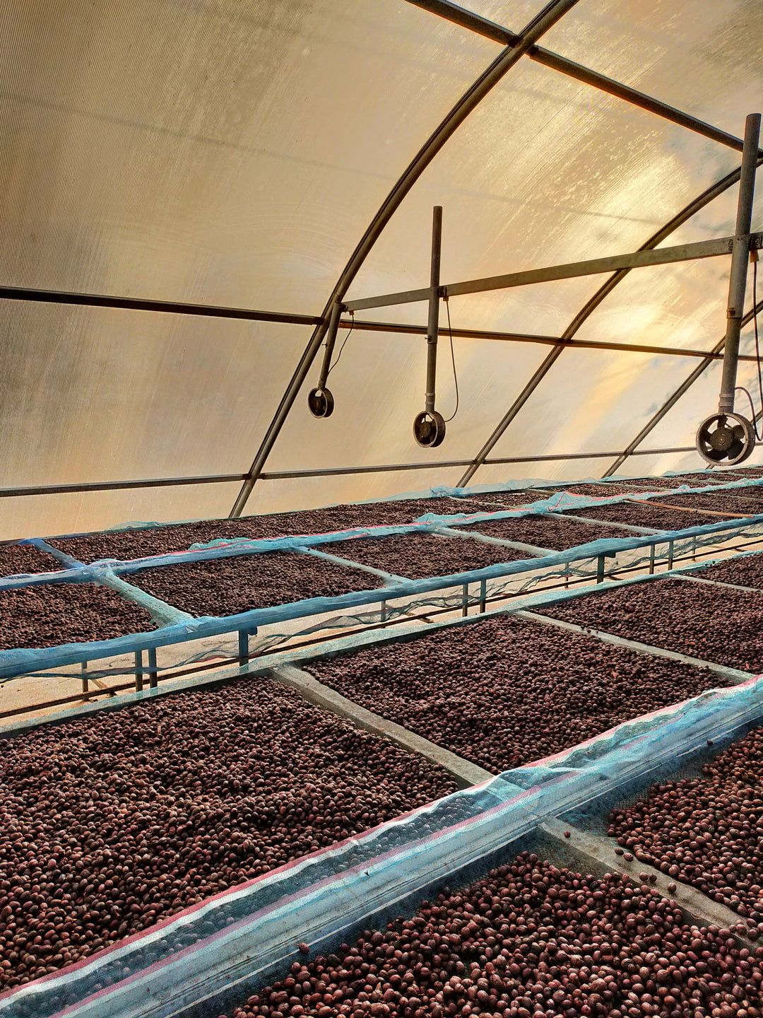 MAE CHEDI THAILAND (ANAEROBIC NATURAL) - Filter Roast