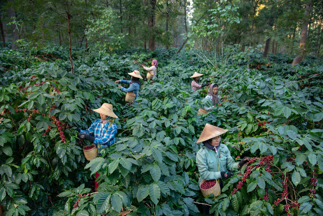 Green Land, Myanmar - Natural