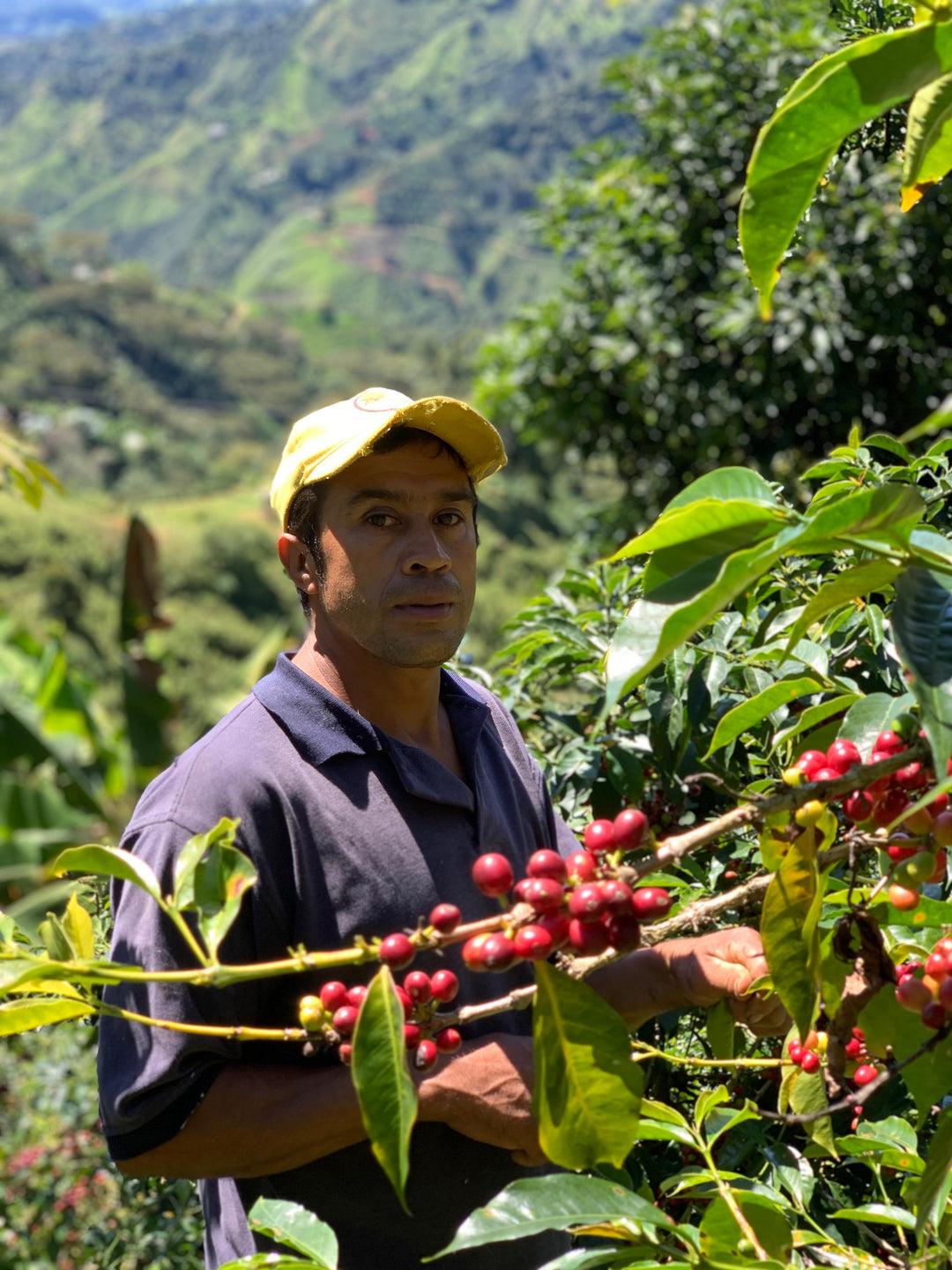 Planadas Organic, Colombia - Washed