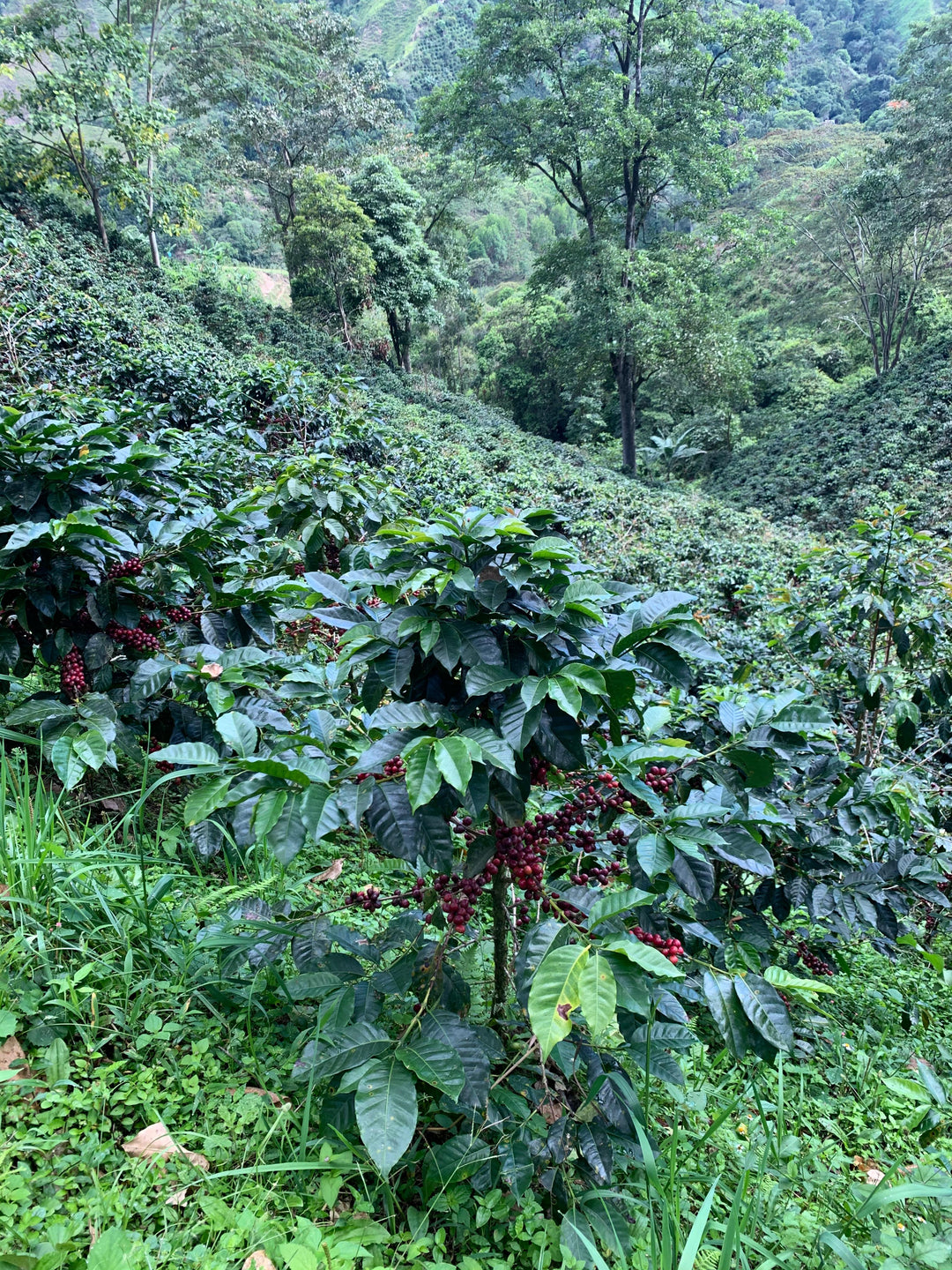 Planadas Organic, Colombia - Washed