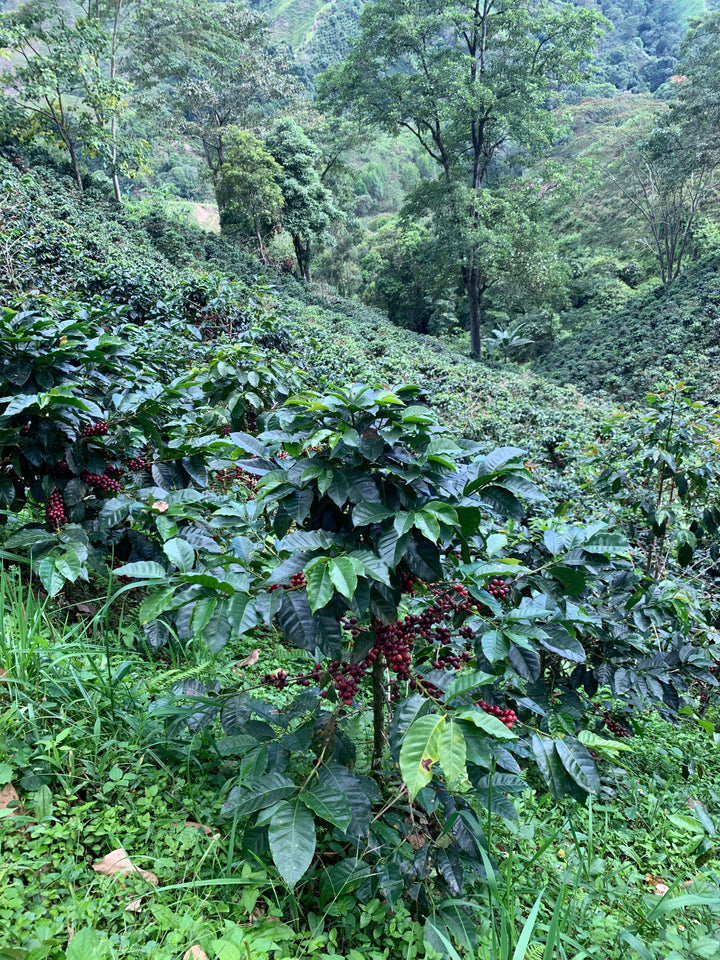 Planadas Organic, Colombia - Washed