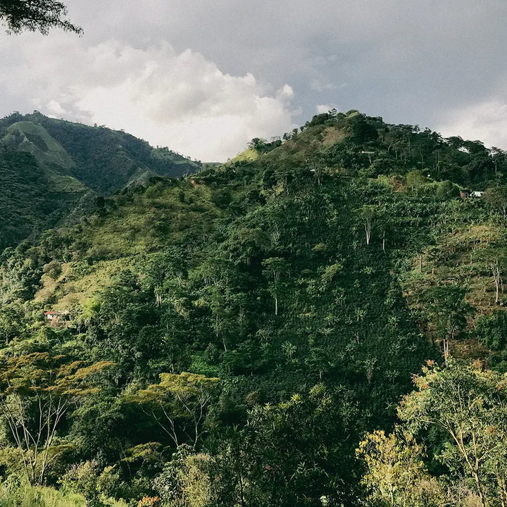 PLANADAS ORGANIC COLOMBIA (WASHED) - Espresso Roast