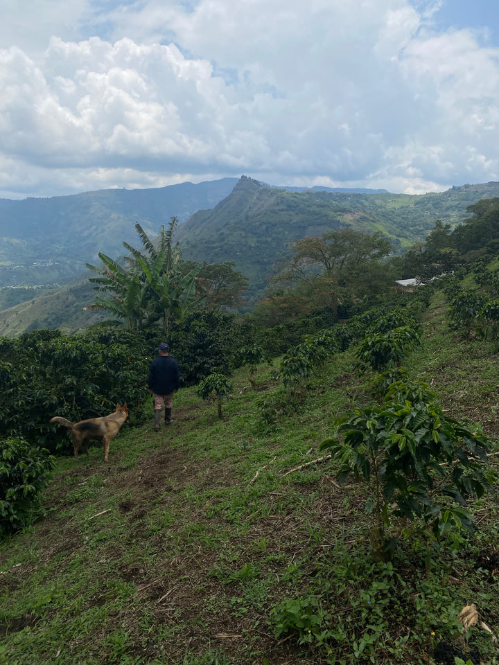 ROBERT PILLIMUE COLOMBIA (WASHED) - Filter Roast