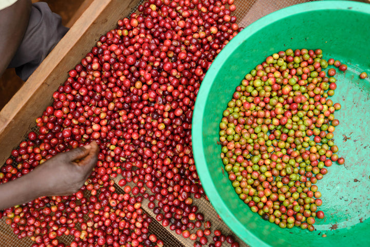 ORGANIC UGANDA (WASHED)