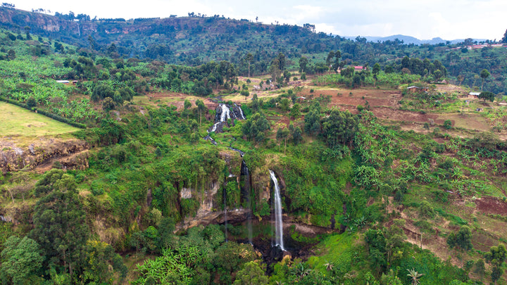 ORGANIC UGANDA (WASHED)