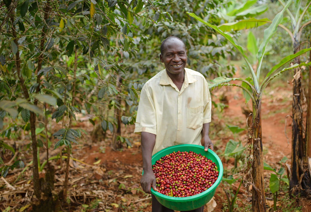 ORGANIC UGANDA (WASHED)