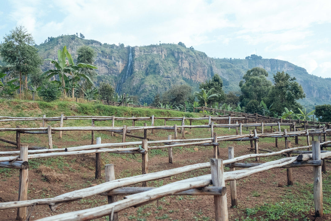 ZUKUKA BORA UGANDA (NATURAL)
