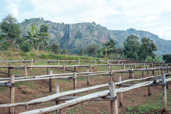 ZUKUKA BORA UGANDA (NATURAL)