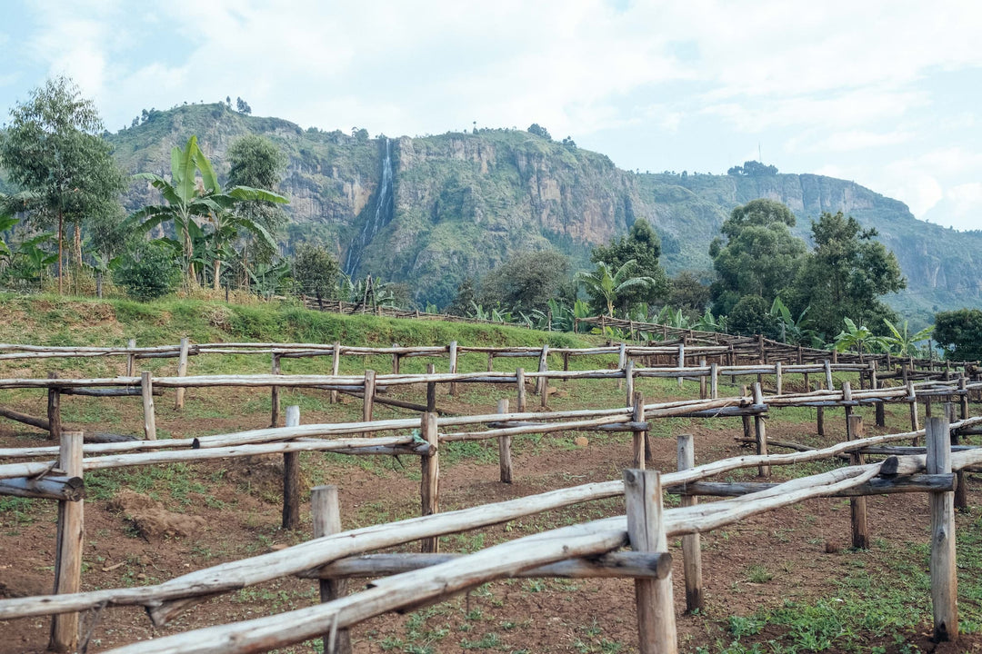 Zukuka Bora, Uganda - Natural