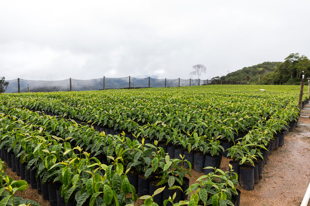 MAMANI FAMILY BOLIVIA (WASHED)