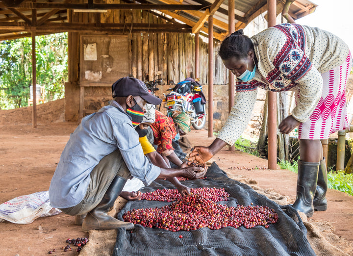Kiangundo, Kenya - Washed