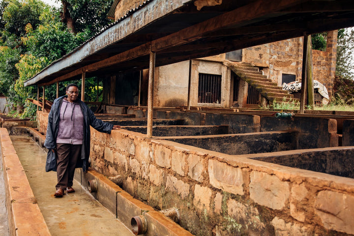 Muhathi, Kenya - Washed