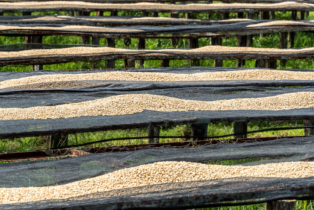 KIANGUNDO KENYA (WASHED) - Espresso Roast