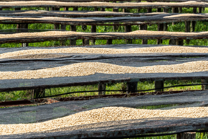 KIANGUNDO KENYA (WASHED) - Espresso Roast