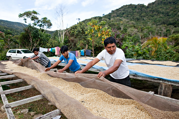 MAMANI FAMILY BOLIVIA (WASHED)