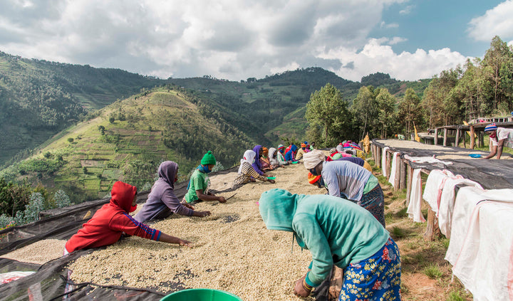 MICHEL DUSENGIMANA RWANDA (WASHED)