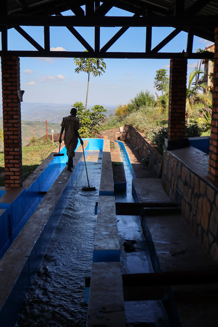 MICHEL DUSENGIMANA RWANDA (WASHED)