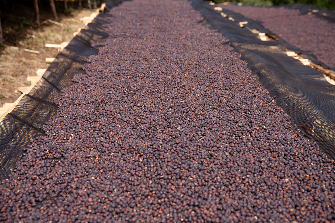 Jigesa, Ethiopia - Natural
