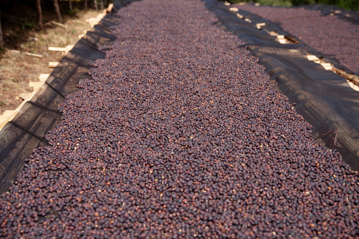 Jigesa, Ethiopia - Natural