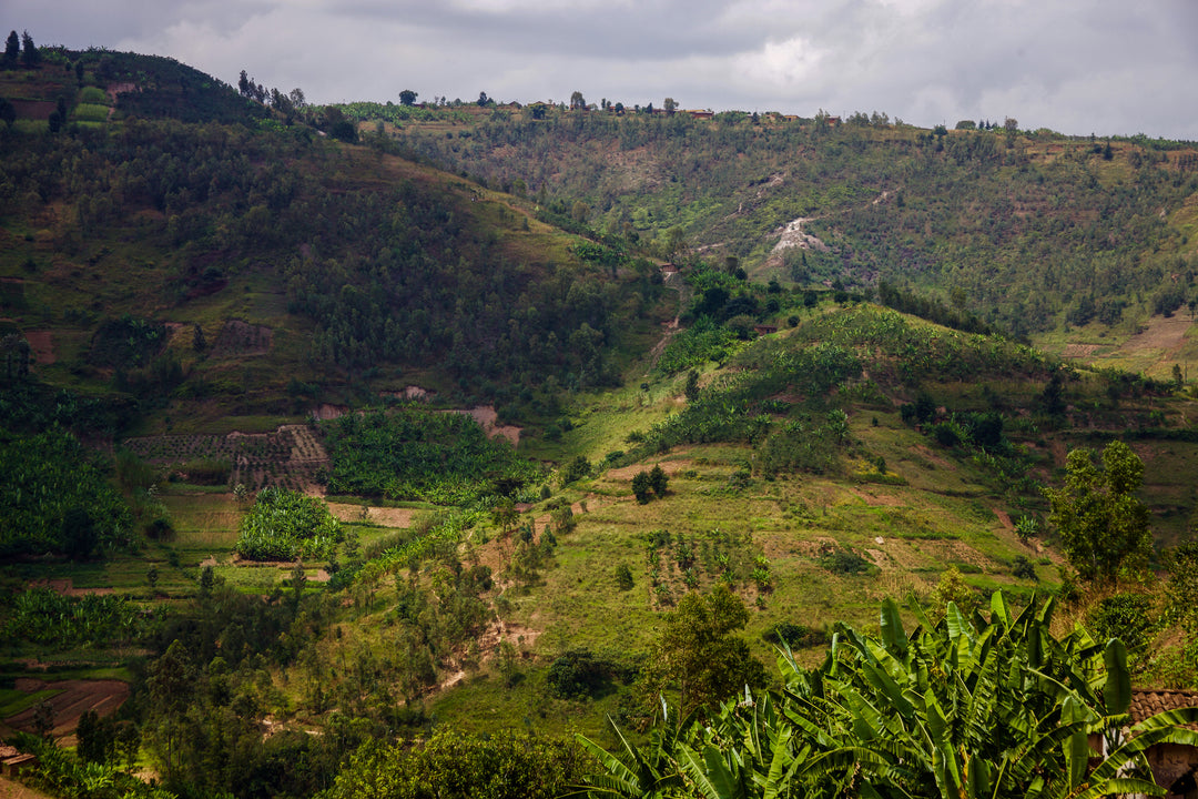 MICHEL DUSENGIMANA RWANDA (WASHED)