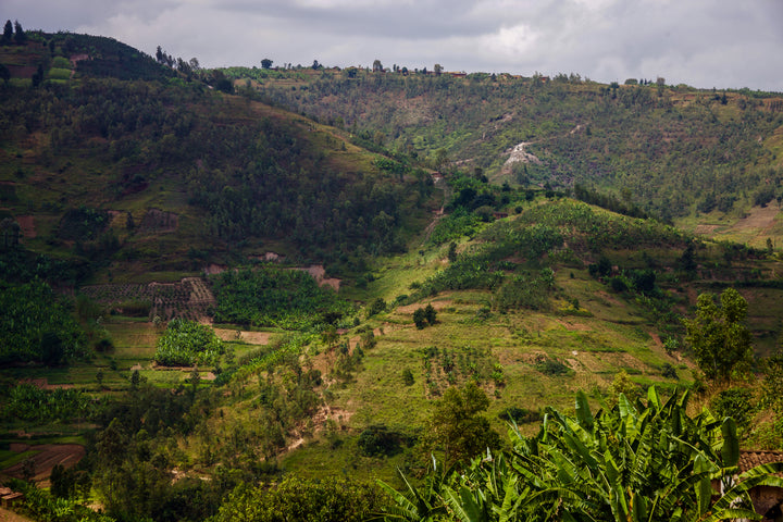 MICHEL DUSENGIMANA RWANDA (WASHED)