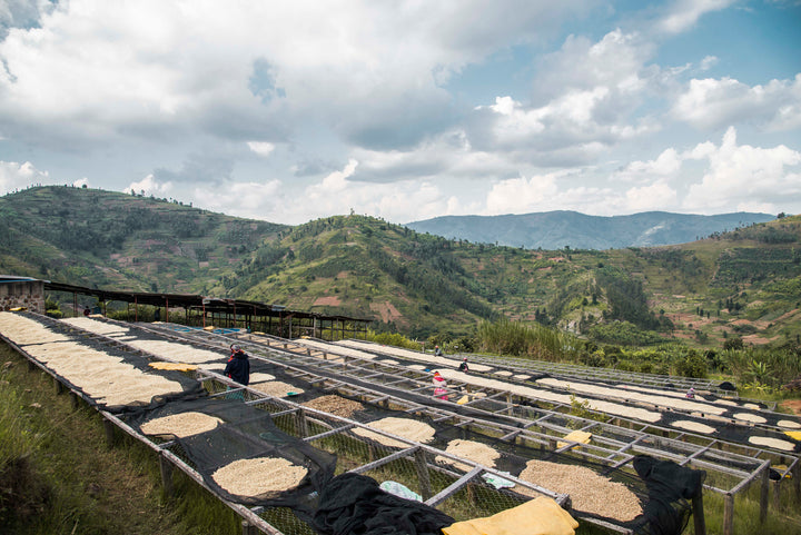 MICHEL DUSENGIMANA RWANDA (WASHED)