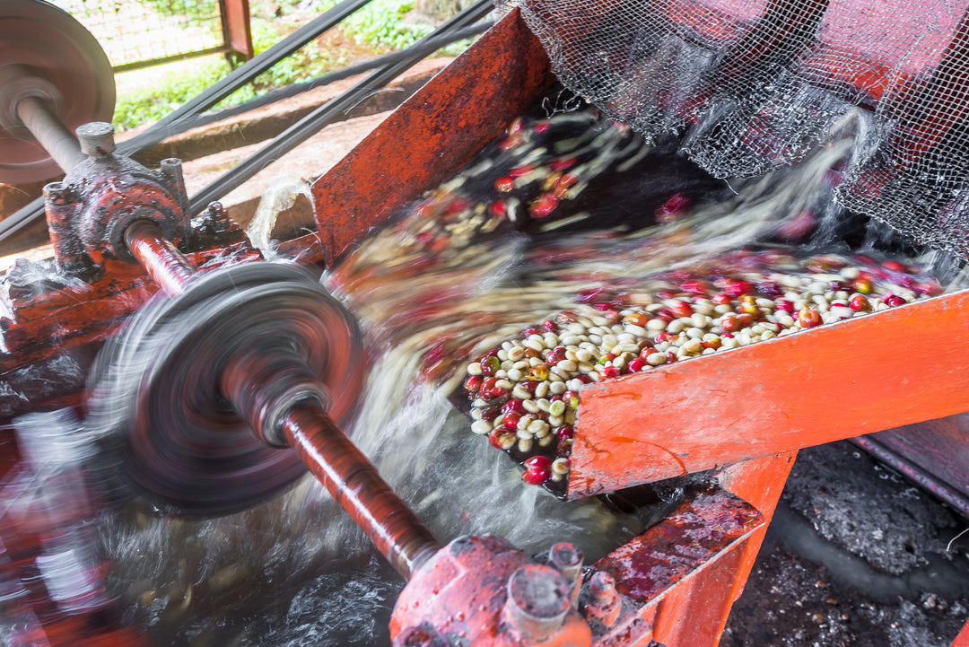 KIANGUNDO KENYA (WASHED) - Espresso Roast