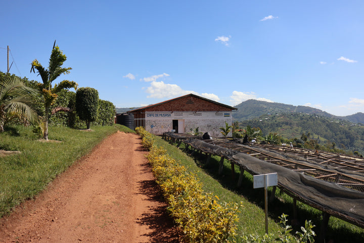 MICHEL DUSENGIMANA RWANDA (WASHED)